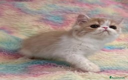 Exótico de Pelo Largo gatos en venta: Gatita  - Imagen 6