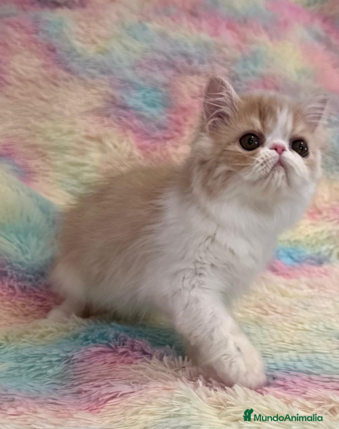 Exótico de Pelo Largo gatos en venta: Gatita  - Imagen 6