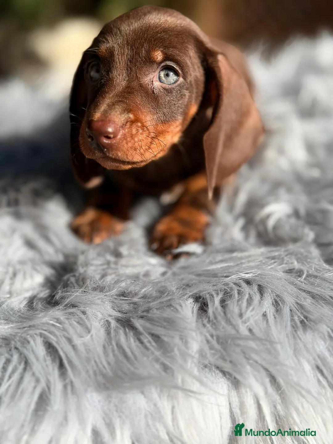 Teckel Miniatura perros en venta: TECKEL CHOCOLATE MACHO - Anuncio 3