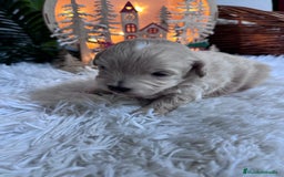 Maltipoo perros en venta: MALTIPOO  - Anuncio 1