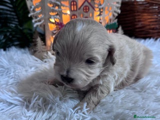 Maltipoo perros MALTIPOO - Anuncio 1