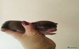 Chihuahua perros en venta: CHIHUAHUA HEMBRA TOY - Imagen 1