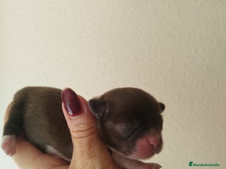 Chihuahua perros - Anuncio 1