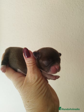 Chihuahua perros - Anuncio 1