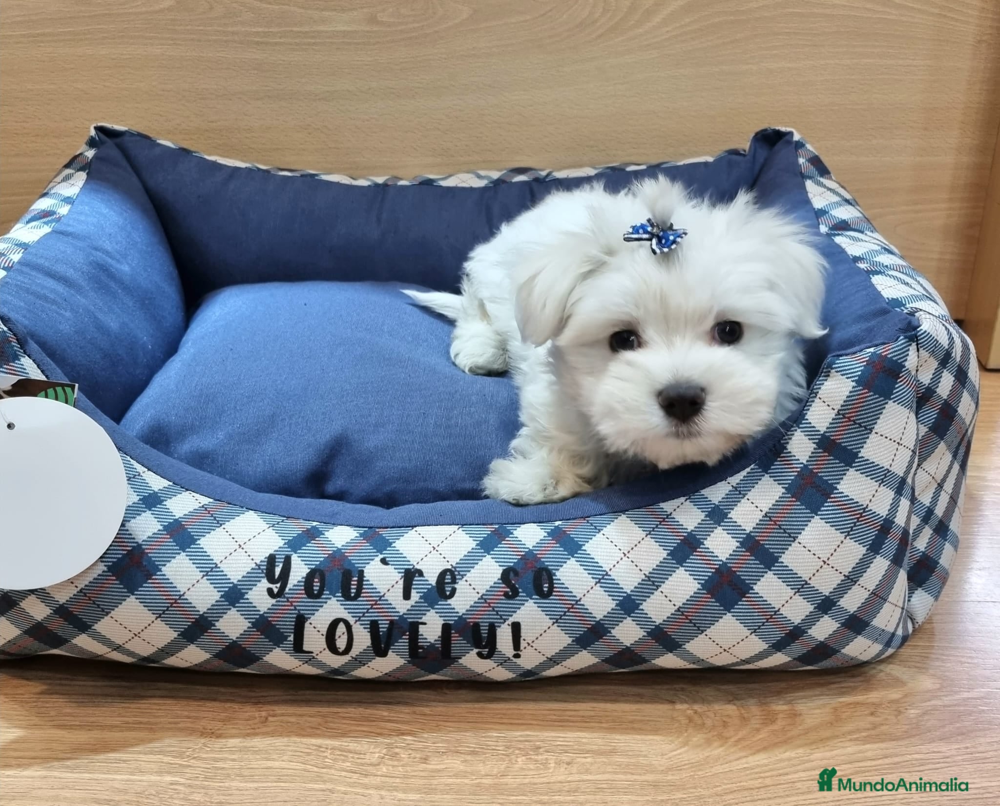 Bichón Maltés perros Bichón Maltés - Anuncio 2