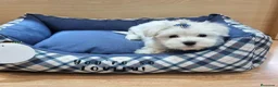 Bichón Maltés perros en venta: Bichón Maltés - Anuncio 1