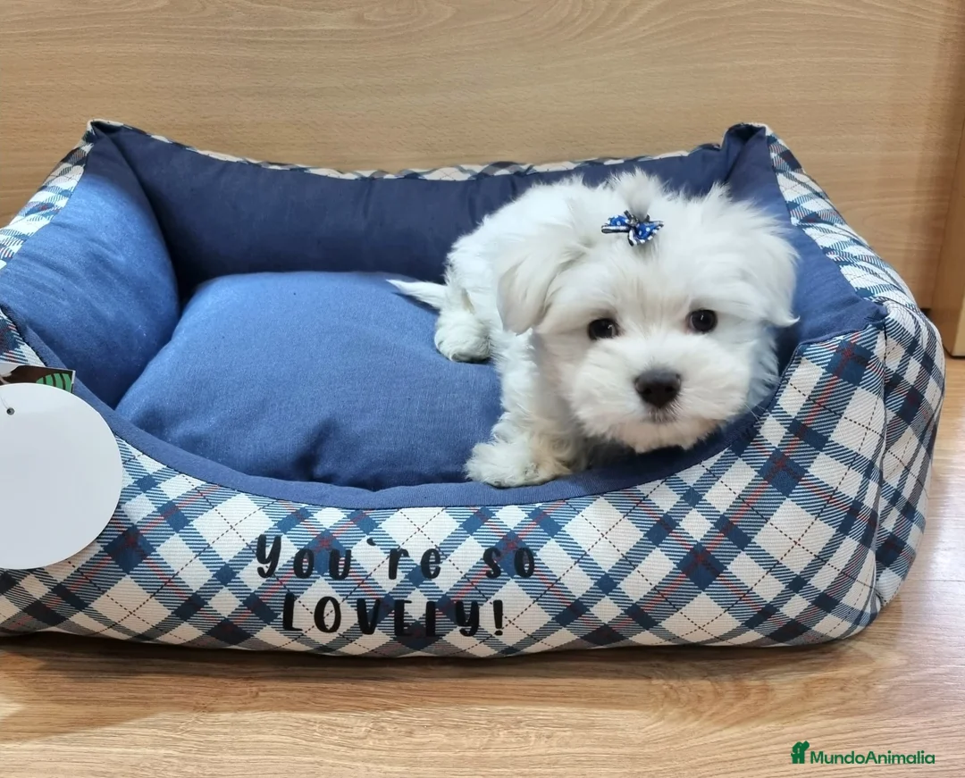 Bichón Maltés perros en venta: Bichón Maltés - Anuncio 1