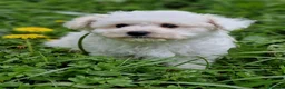 Bichón Frisé perros en venta: Bichon Frise - Anuncio 3