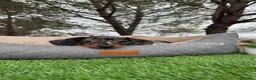 Teckel perros en venta: TECKEL PLATA MERLE EXCELENTE LINEA en Asturias - Anuncio 4