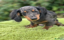 Teckel Miniatura perros en venta: Teckel pelo largo  - Imagen 3