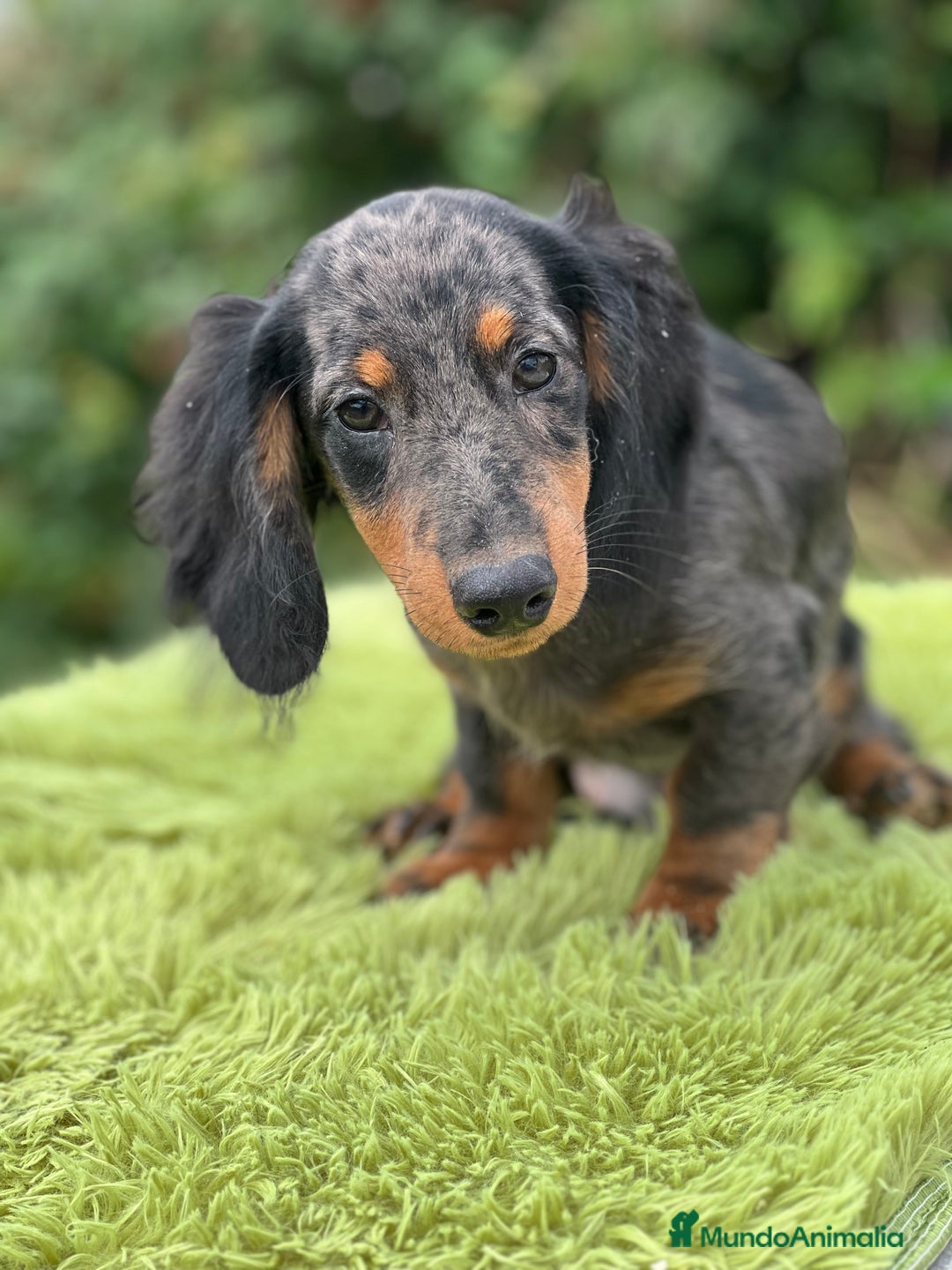 Teckel Miniatura perros en venta: Teckel pelo largo  - Imagen 3