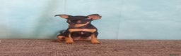 Pinscher Miniatura perros en venta: 🐾 Pincher Miniatura Negro y Fuego 🐾 - Anuncio 2