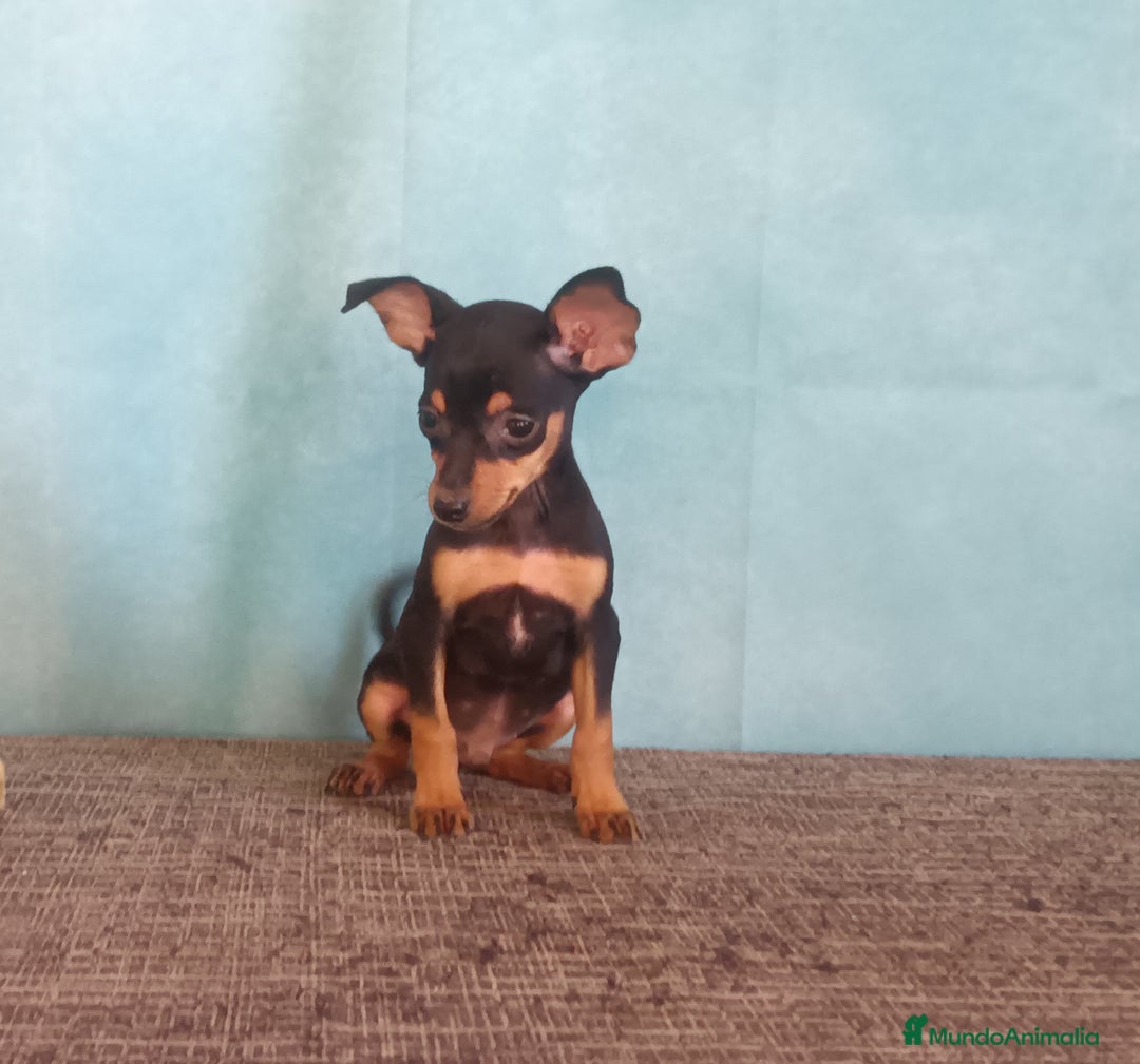 Pinscher Miniatura perros en venta: 🐾 Pincher Miniatura Negro y Fuego 🐾 - Anuncio 2