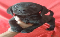 Labrador Retriever perros en venta: Labrador Retriever Negro  - Anuncio 2