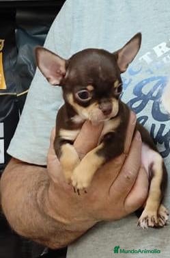 Chihuahua perros Chihuahua - Anuncio 1