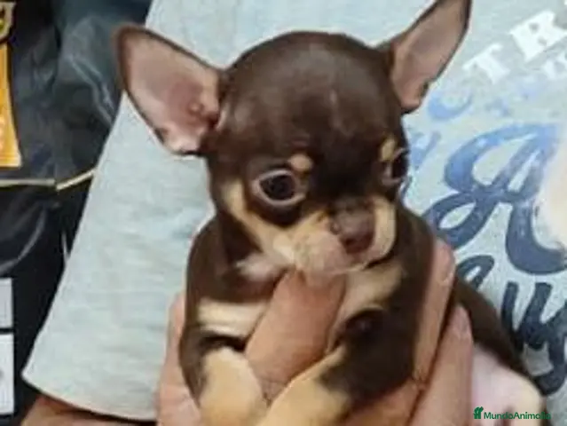 Chihuahua perros en venta: Chihuahua - Anuncio 1