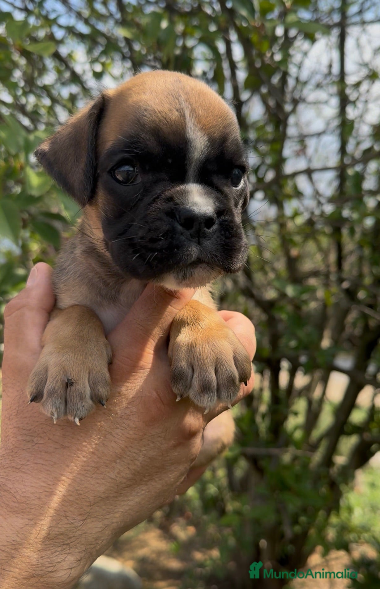 Boxer perros Cachorros BOXER - Anuncio 1