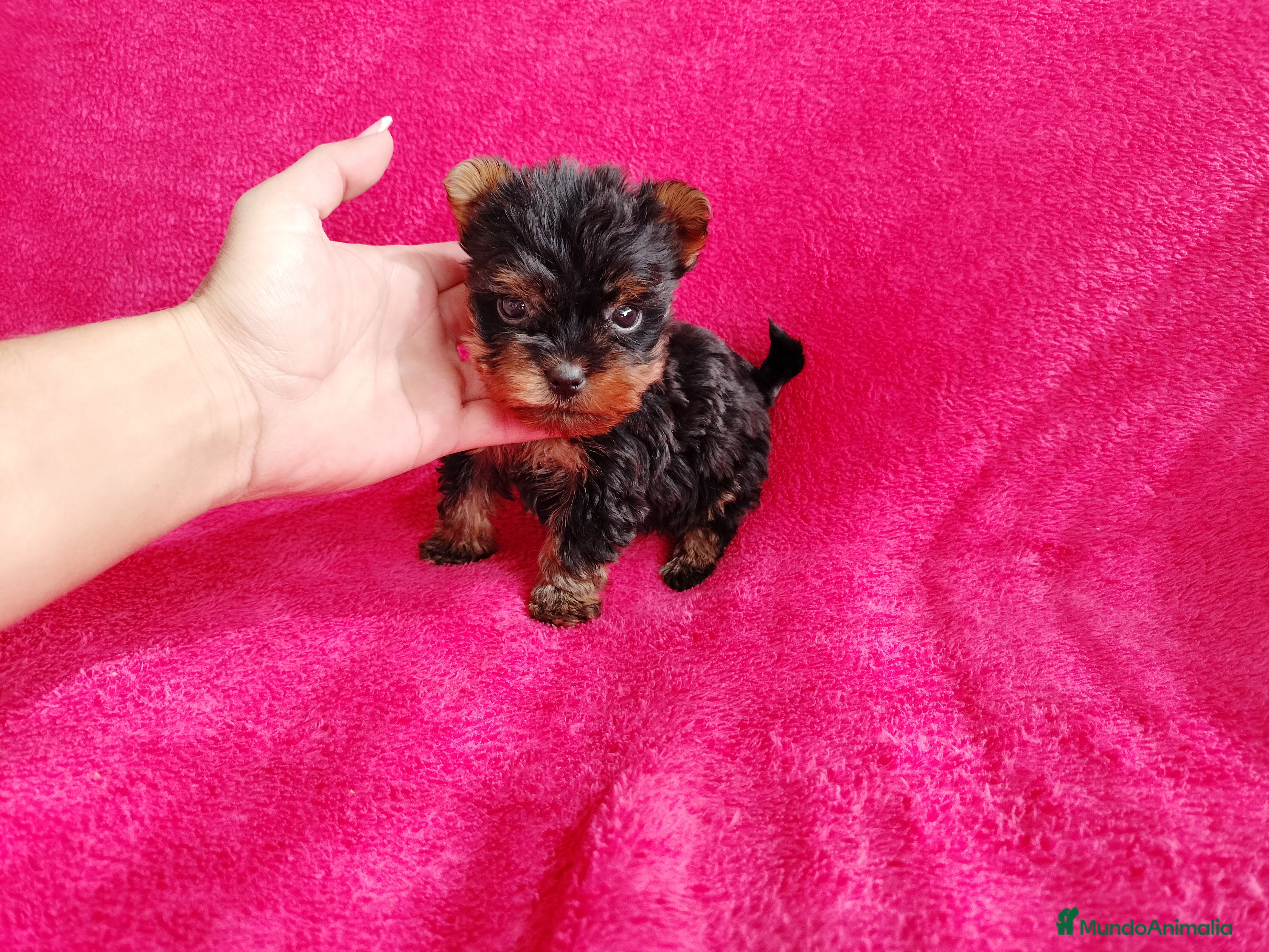 Yorkshire Terrier perros Yorkshire miniatura en Badajoz - Anuncio 36