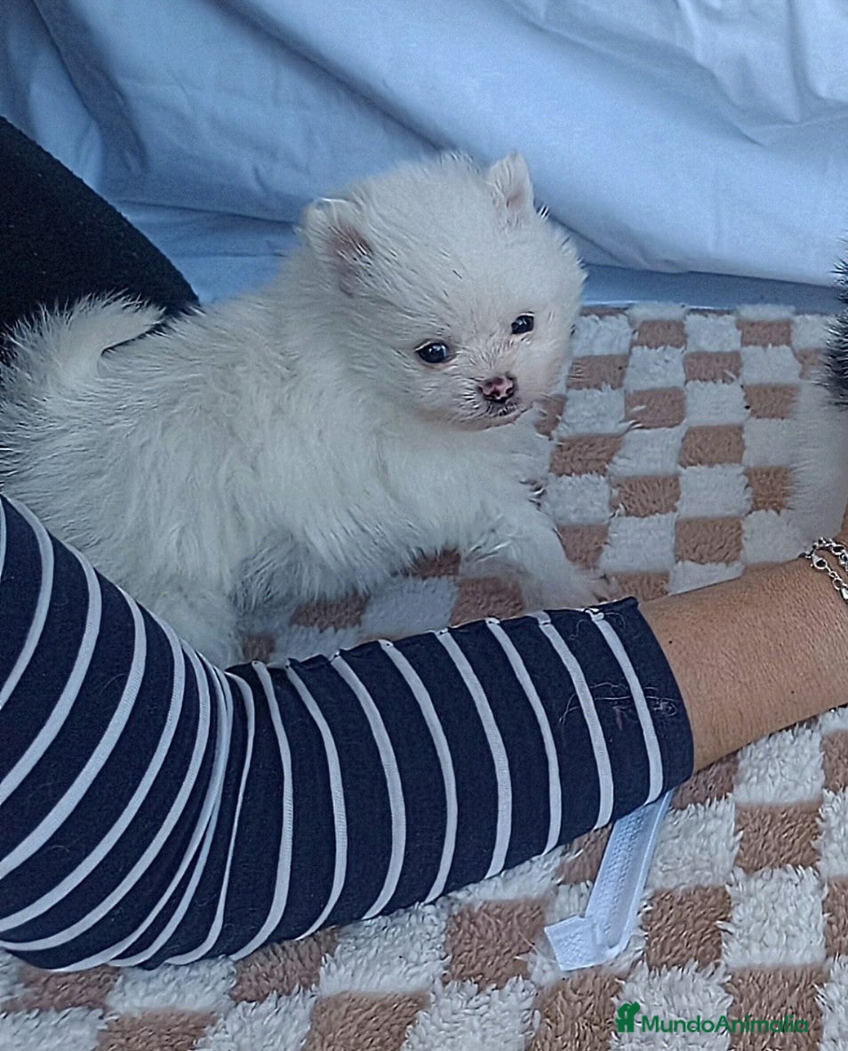 Pomerania perros PRECIOSO POMERANIA TOY MACHITO  - Anuncio 1
