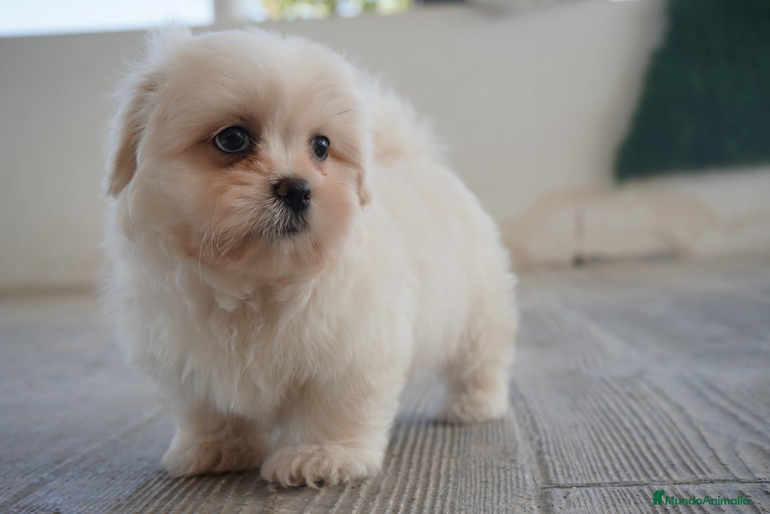 Maltipoo perros en venta: ❄️ Snow y 🎭 Carnival – Maltipoo especiales 🐶 - Imagen 7
