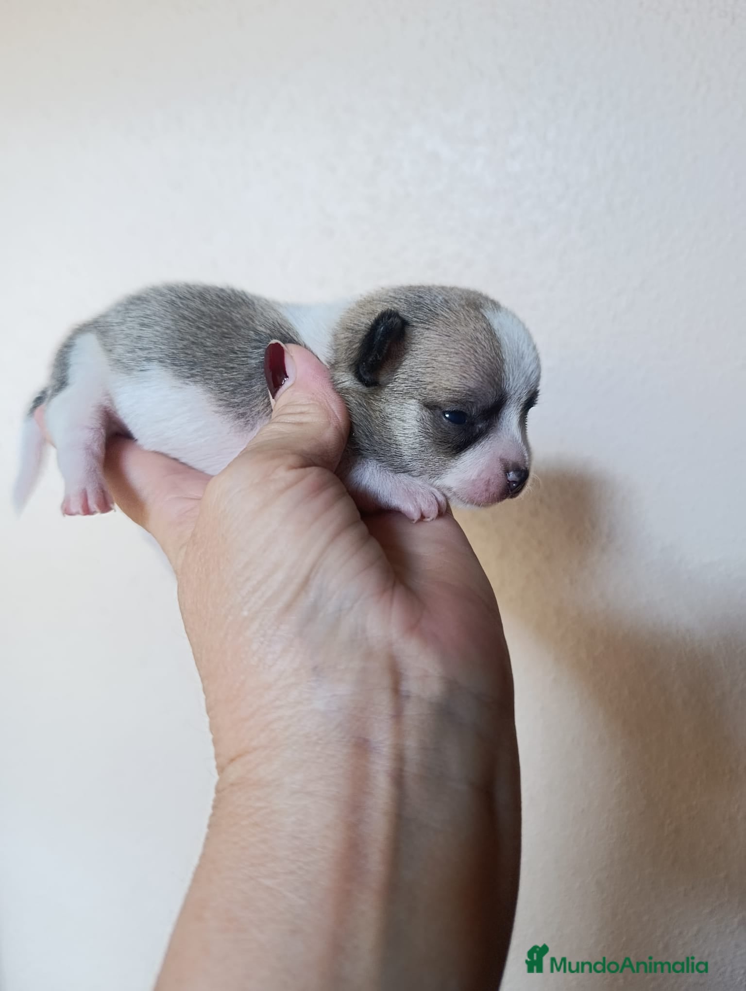 Chihuahua perros CHIHUAHUAS MICRO TOYS EXCLUSIVOS  - Anuncio 2