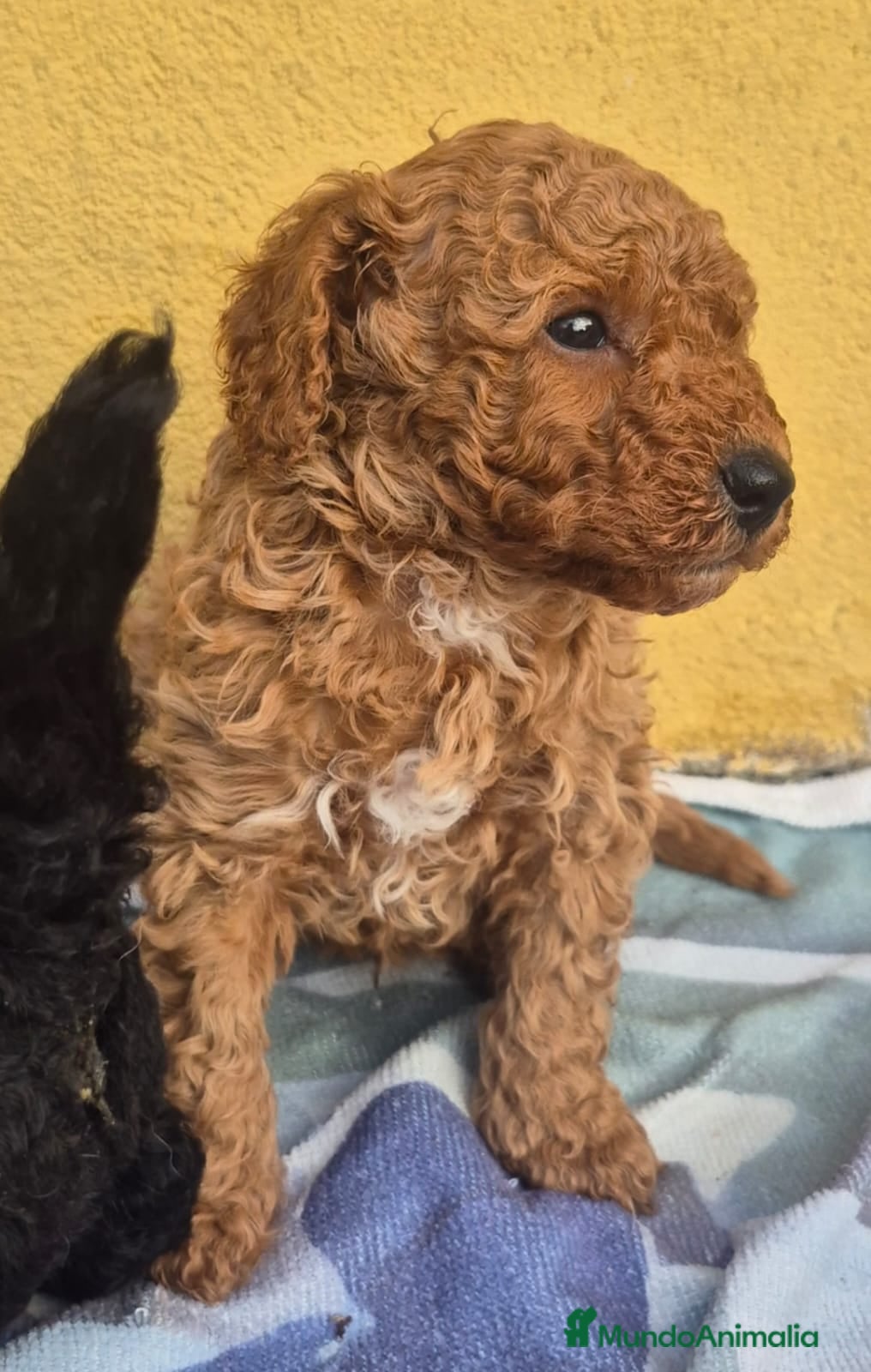 Caniche Toy perros Caniche toys  - Anuncio 1