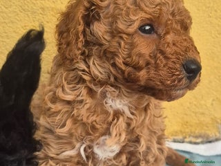 Caniche Toy perros Caniche toys - Anuncio 1