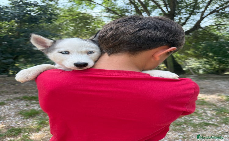 Husky Siberiano perros - Anuncio 1