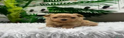 Maltipoo perros en venta: MALTIPOO COREANO 100% - Anuncio 10