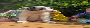 Border Collie 2