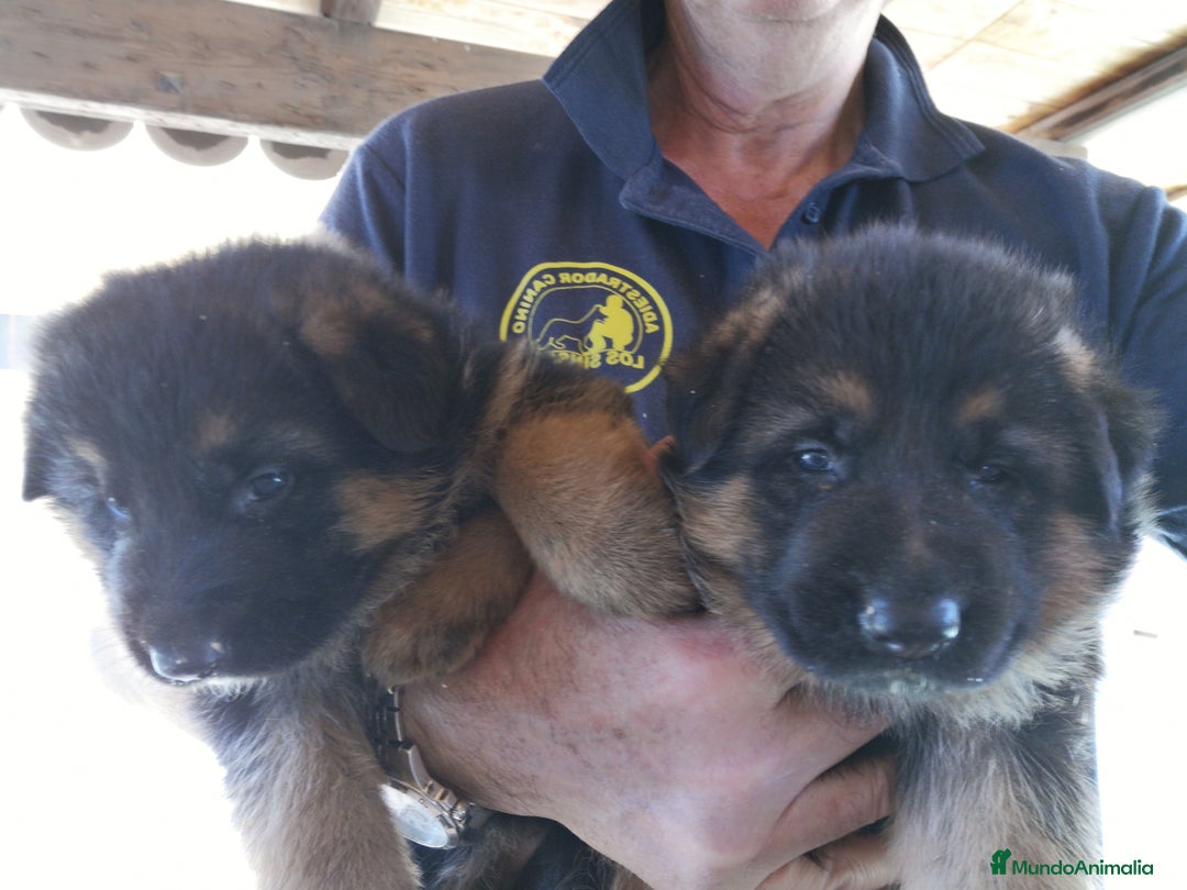 Pastor Alemán perros en venta: Espectaculares cachorritos de pastor alemán  - Anuncio 2