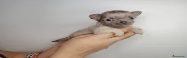 Chihuahua 2