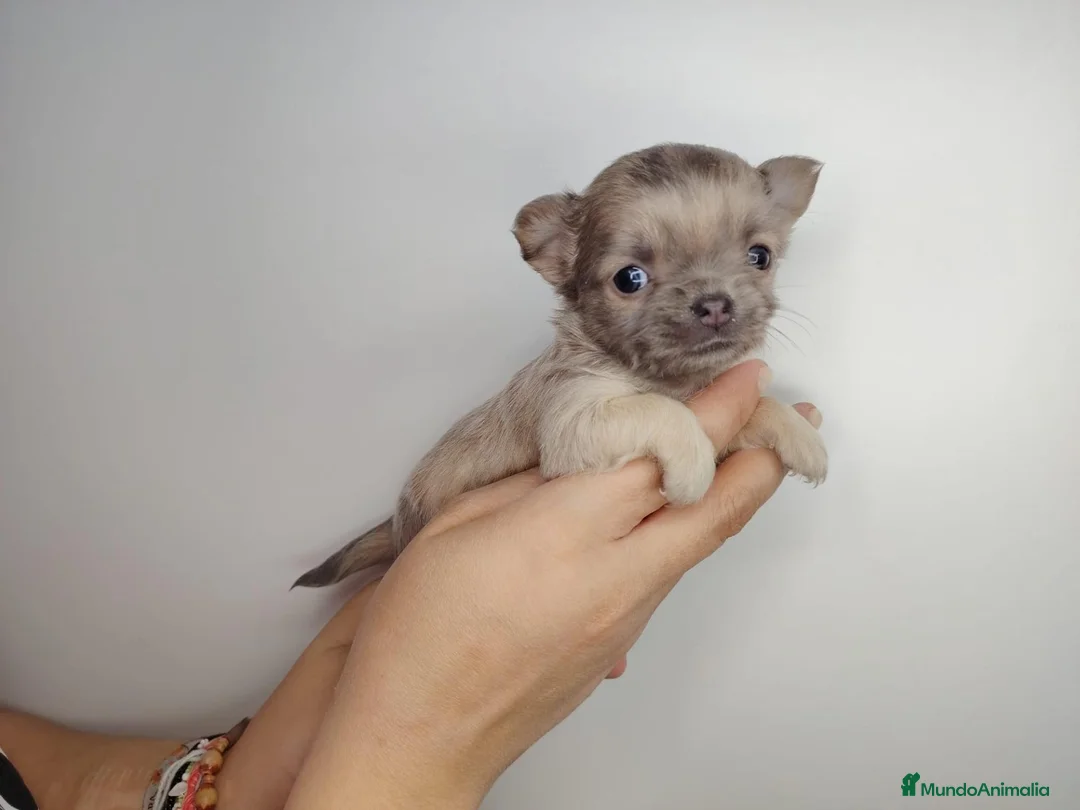 Chihuahua perros en venta: Chihuahua  - Anuncio 2