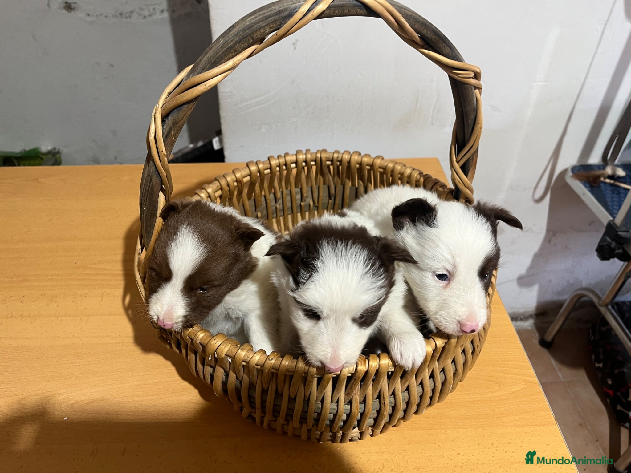 Border Collie perros Border collie - Anuncio 1