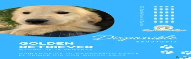 Golden Retriever 3