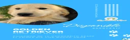 Golden Retriever perros en venta: Machos de Golden Retriever - Anuncio 4