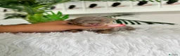 Chihuahua perros en venta: CHIHUAHUA HEMBRA LILAC - Anuncio 5