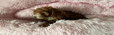 Caniche Toy 2