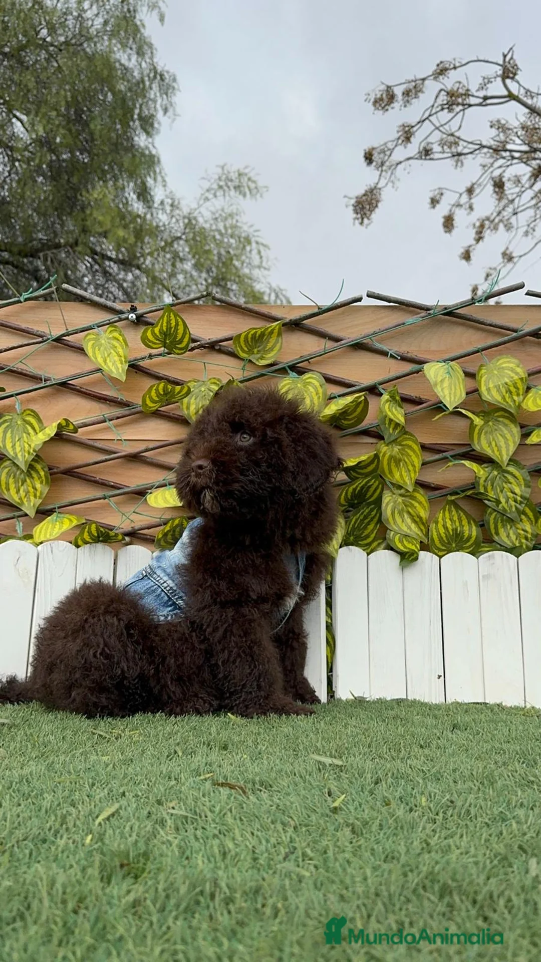 Perro de Agua Español perros en venta: PERRO DE AGUA ESPAÑOL - Anuncio 8