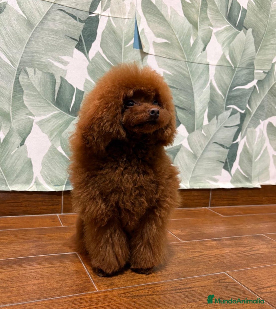 Caniche Toy perros Caniche rojo para montar  asiático  - Anuncio 1