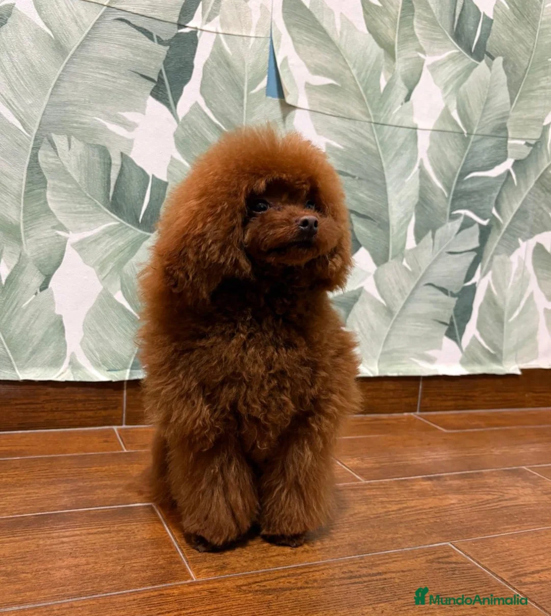 Caniche Toy perros para monta: Caniche rojo para montar  asiático  - Anuncio 2
