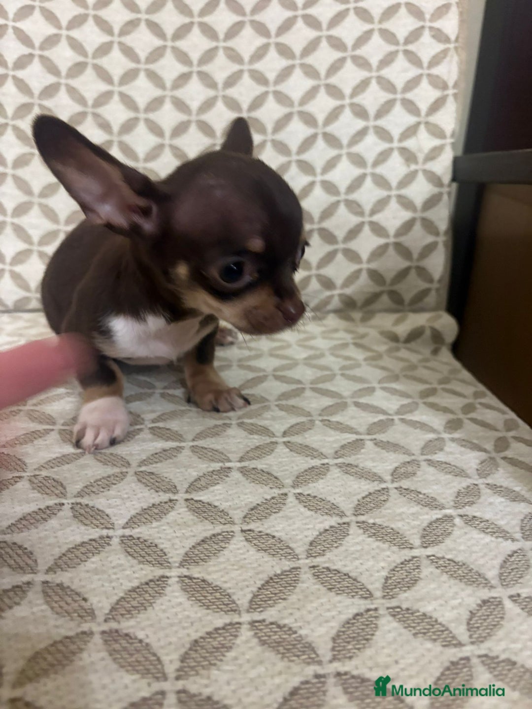 Chihuahua perros en venta: Chihuahua mini toy cabeza manzana  - Anuncio 2