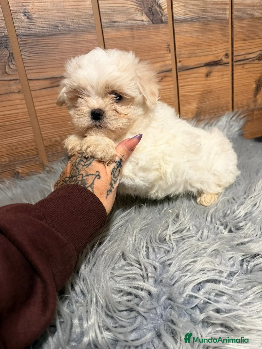 Bichón Maltés perros en venta: BICHON MALTES HEMBRA - Anuncio 4