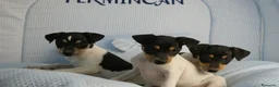 Ratonero Bodeguero Andaluz perros en venta: CACHORRITOS DE BODEGUERO  - Anuncio 8