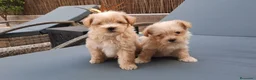 Maltipoo perros en venta: Cachorritos de Maltipoo  - Anuncio 1