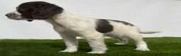 English Springer Spaniel perros en venta: Springer machos  - Anuncio 1