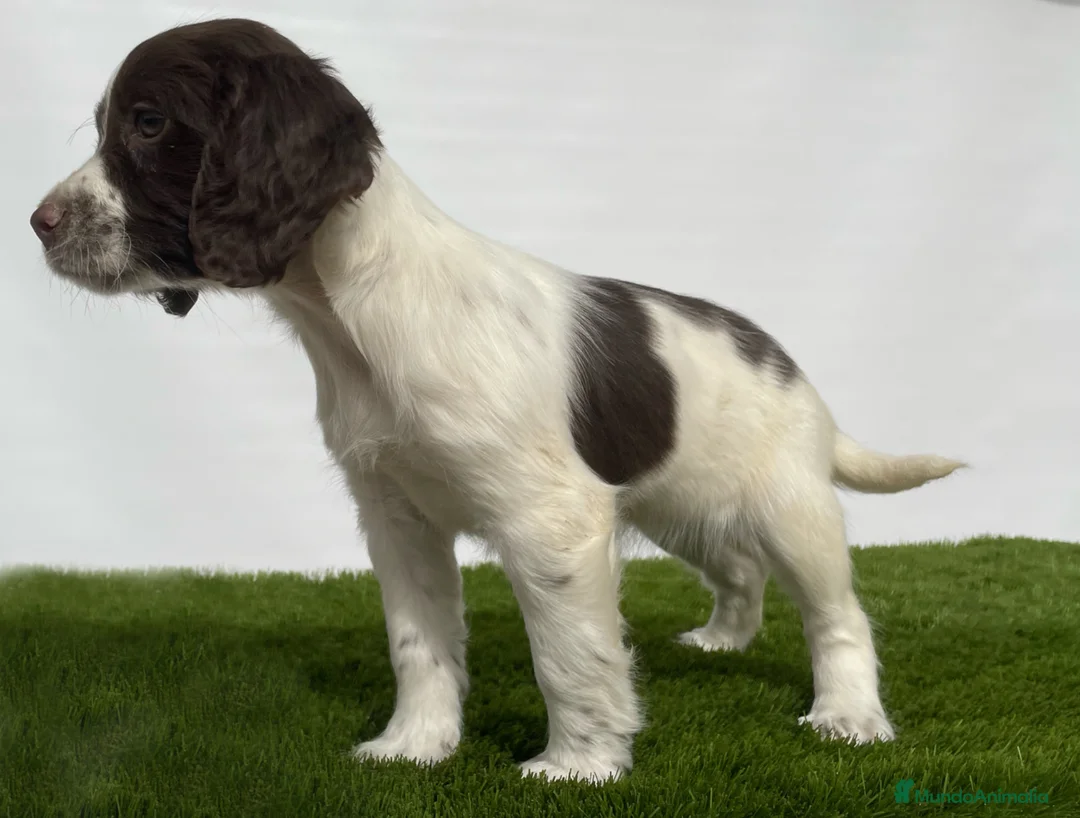 English Springer Spaniel perros en venta: Springer machos  - Anuncio 1