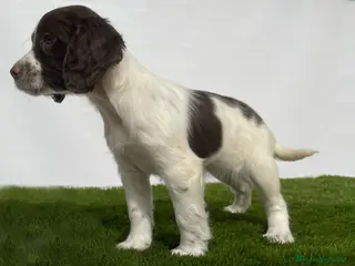 English Springer Spaniel perros Springer machos - Anuncio 1