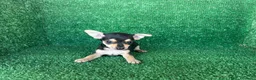 Chihuahua perros en venta: chihuahua - Anuncio 3