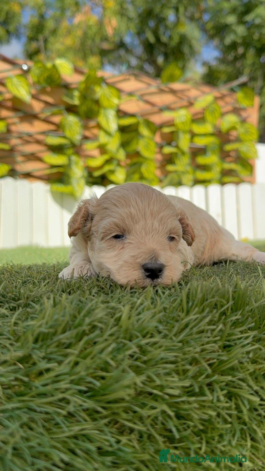 Maltipoo perros en venta: MALTIPOO  - Imagen 11